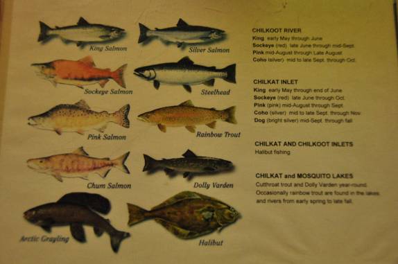 Cartaz informativo sobre as diferentes espécies de salmão que frequenatm a área de Haines, no sudeste do Alaska